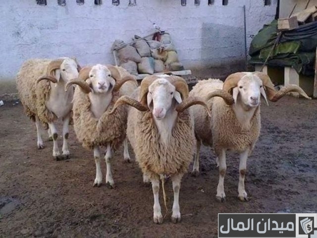 أفضل سلالات الأغنام في العالم أفضل سلالات الأغنام في العالم