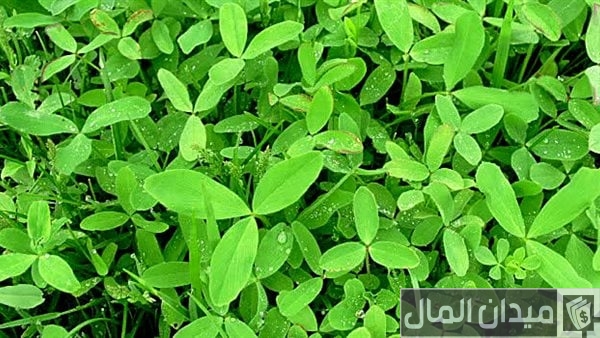 أيهما أفضل البونيكام أم البرسيم أيهما أفضل البونيكام أم البرسيم