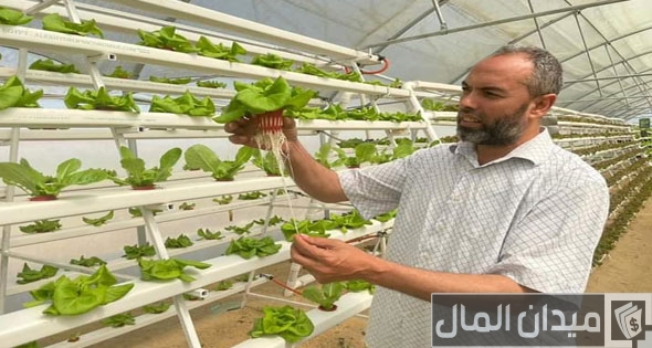 الزراعة المائية بدون تربة في مصر الزراعة المائية بدون تربة في مصر
