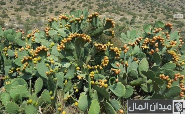كيفية زراعة التين الشوكي بالخطوات كيفية زراعة التين الشوكي بالخطوات