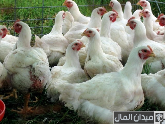 كيفية الربح من تربية الفراخ البيضاء في المنزل كيفية الربح من تربية الفراخ البيضاء في المنزل