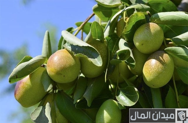 أيهما أفضل البونيكام أم البرسيم أيهما أفضل البونيكام أم البرسيم