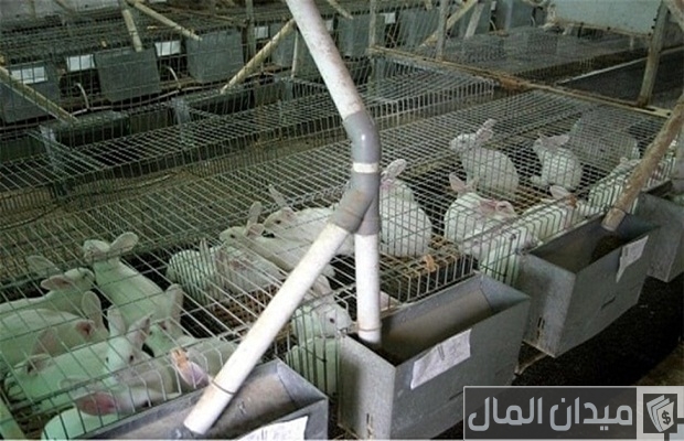 مشروع تربية الأرانب في البطاريات مشروع تربية الأرانب في البطاريات