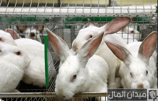 مشروع تربية الأرانب في البطاريات مشروع تربية الأرانب في البطاريات