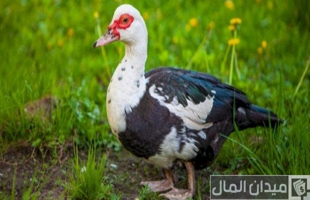تربية البط المسكوفى عمر يوم تربية البط المسكوفى عمر يوم