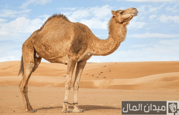 أمراض الإبل بالصور أمراض الإبل بالصور