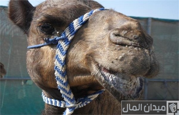 أمراض الإبل بالصور أمراض الإبل بالصور