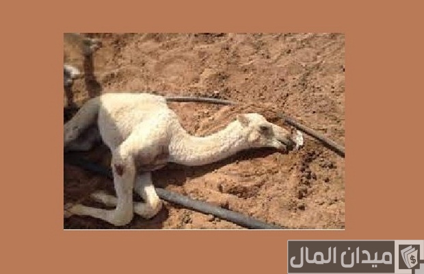 أمراض الإبل بالصور أمراض الإبل بالصور