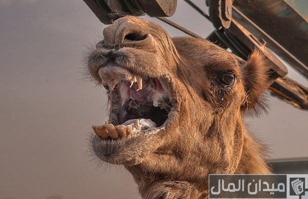أمراض الإبل بالصور أمراض الإبل بالصور