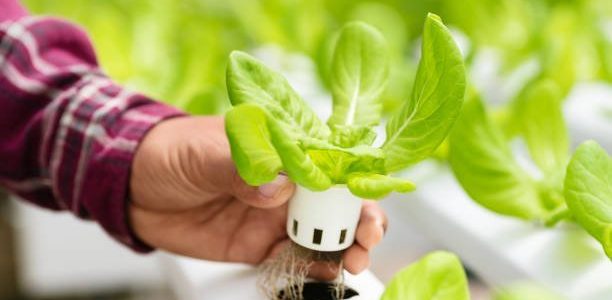 بحث كامل عن الزراعة المائية الزراعة المائية بدون تربة في مصر