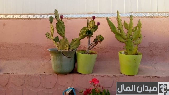كيفية زراعة التين الشوكي بالخطوات كيفية زراعة التين الشوكي بالخطوات