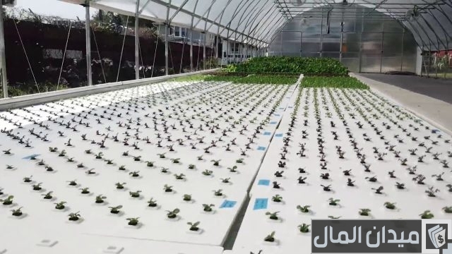 الزراعة المائية بدون تربة في مصر الزراعة المائية بدون تربة في مصر