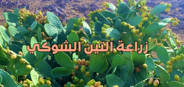 زراعة التين الشوكي كيفية زراعة التين الشوكي بالخطوات
