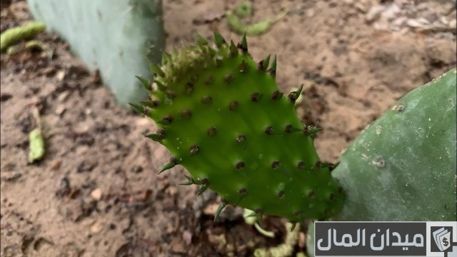 كيفية زراعة التين الشوكي بالخطوات كيفية زراعة التين الشوكي بالخطوات