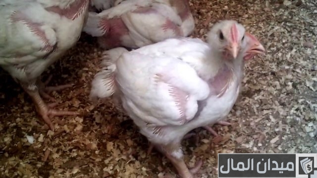 كيفية الربح من تربية الفراخ البيضاء في المنزل كيفية الربح من تربية الفراخ البيضاء في المنزل