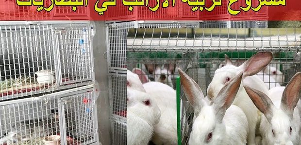 دراسة مشروع تربية الأرانب في البطاريات وأرباح المشروع مشروع تربية الأرانب في البطاريات