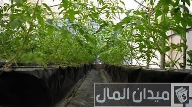 الزراعة المائية بدون تربة في مصر الزراعة المائية بدون تربة في مصر