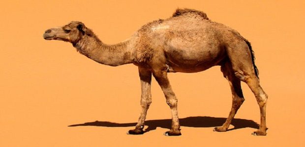 جميع أمراض الإبل بالصور أمراض الإبل بالصور