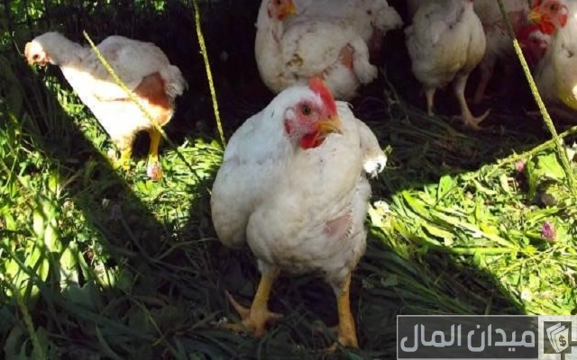 أمراض دواجن التسمين وعلاجها أمراض دواجن التسمين وعلاجها