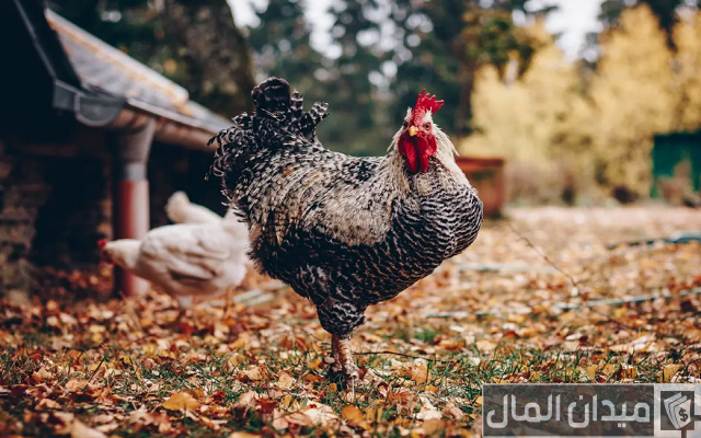أمراض دواجن التسمين وعلاجها أمراض دواجن التسمين وعلاجها