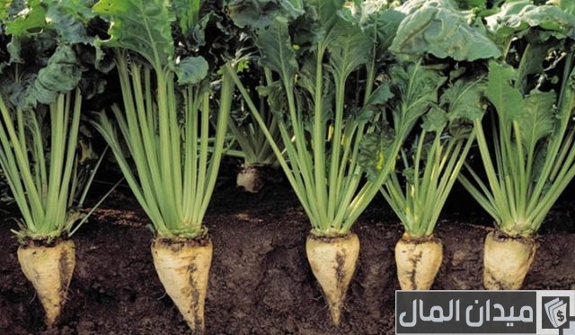أيهما أفضل البونيكام أم البرسيم أيهما أفضل البونيكام أم البرسيم