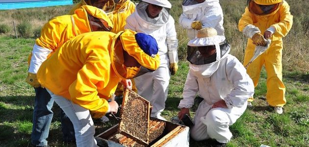 شروط وخطوات استخراج رخصة نحال عبر منصة زراعي كيفية استخراج رخصة نحال عبر منصة زراعي
