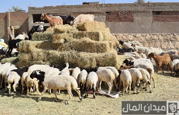 علاج المخاط عند الأغنام وأسبابه علاج المخاط عند الأغنام وأسبابه