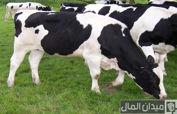 تربية الجاموس الحلاب في مصر تربية الجاموس الحلاب في مصر
