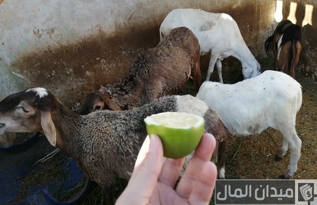 علاج المخاط عند الأغنام وأسبابه علاج المخاط عند الأغنام وأسبابه