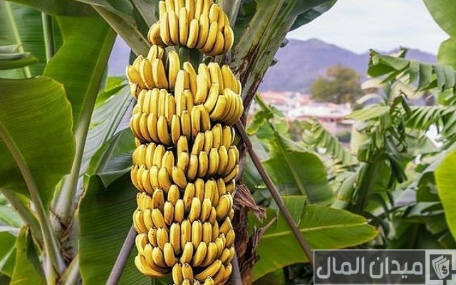 زراعة الموز في الأراضي الصحراوية زراعة الموز في الأراضي الصحراوية