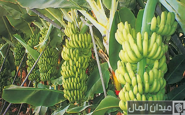 زراعة الموز في الأراضي الصحراوية زراعة الموز في الأراضي الصحراوية