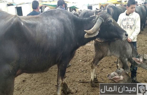 تربية الجاموس الحلاب في مصر تربية الجاموس الحلاب في مصر