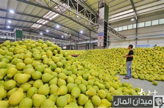 ما هي خطوات تصدير الفواكه من مصر؟ ما هي خطوات تصدير الفواكه من مصر؟