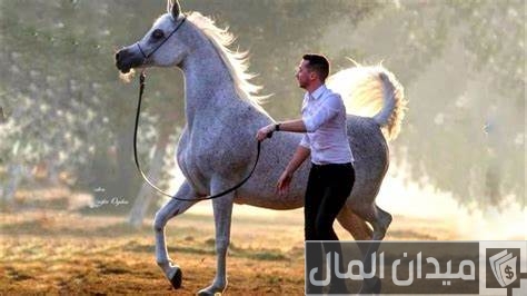 أسعار الخيل في مصر حسب النوع أسعار الخيل في مصر
