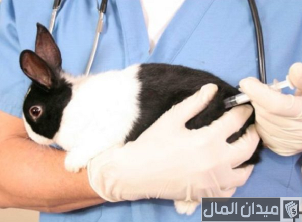 تحصينات الأرانب في الصيف تحصينات الأرانب في الصيف