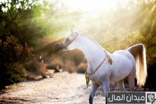 أسعار الخيل في مصر حسب النوع أسعار الخيل في مصر