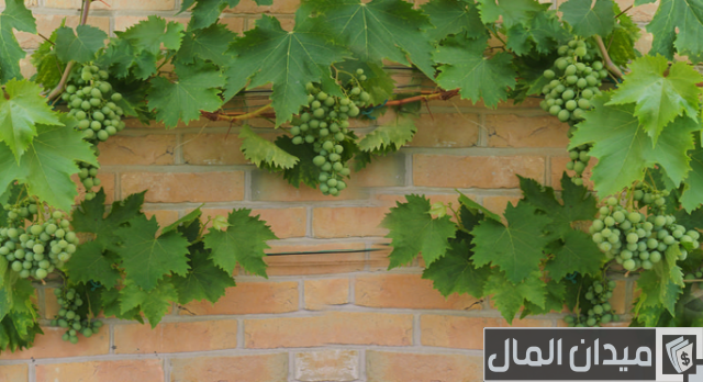زراعة العنب من البذور زراعة العنب من البذور