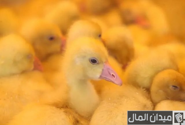 كيفية تربية البط الصغير في المنزل كيفية تربية البط الصغير في المنزل