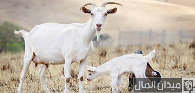 متى يتم تلقيح الماعز بعد الولادة متى يتم تلقيح الماعز بعد الولادة