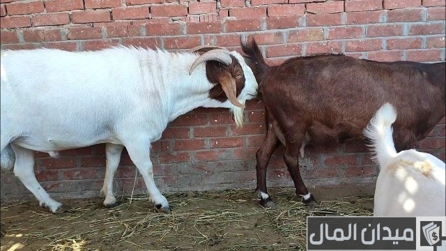 متى يتم تلقيح الماعز بعد الولادة متى يتم تلقيح الماعز بعد الولادة