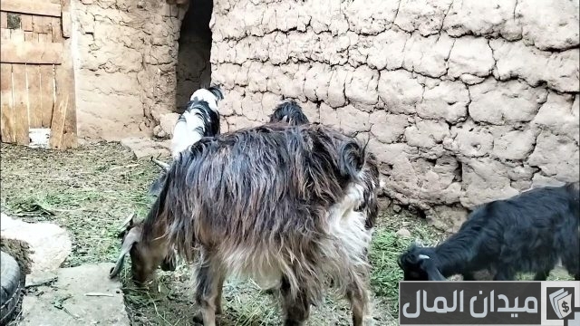 متى يتم تلقيح الماعز بعد الولادة متى يتم تلقيح الماعز بعد الولادة