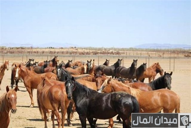 أسعار الخيل في مصر أسعار الخيل في مصر