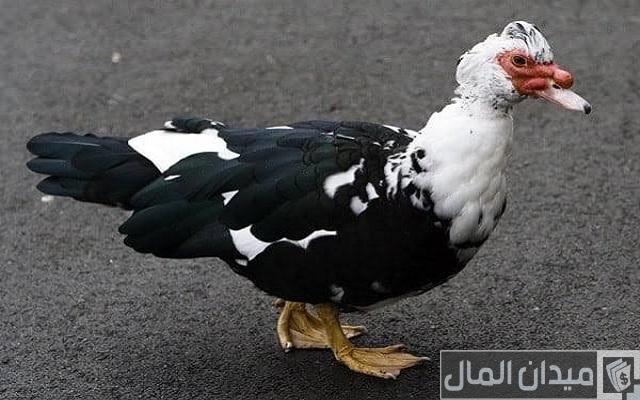 أنواع البط بالصور أنواع البط بالصور