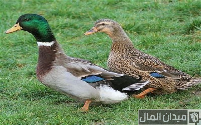 أنواع البط بالصور أنواع البط بالصور