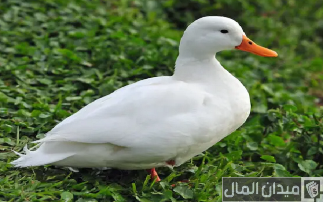 أنواع البط بالصور أنواع البط بالصور