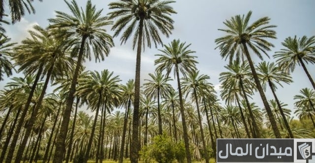 أهم المحاصيل الزراعية في المملكة العربية السعودية وأفضل المناطق الزراعية بالمملكة أهم المحاصيل الزراعية في المملكة العربية السعودية وأفضل المناطق الزراعية بالمملكة