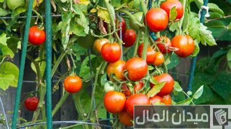 أهم المحاصيل الزراعية في المملكة العربية السعودية وأفضل المناطق الزراعية بالمملكة أهم المحاصيل الزراعية في المملكة العربية السعودية وأفضل المناطق الزراعية بالمملكة
