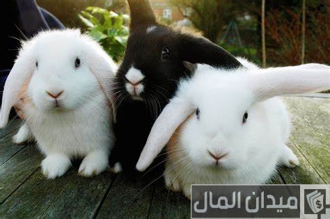 تحصينات الأرانب في الصيف تحصينات الأرانب في الصيف