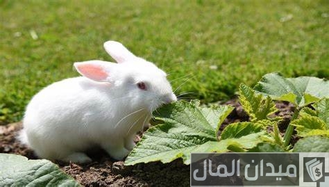 ما هي تحصينات الأرانب في الصيف تحصينات الأرانب في الصيف
