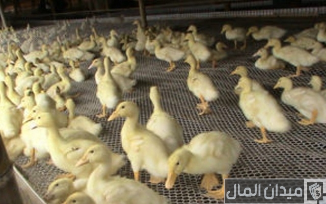 دراسة جدوى مشروع تربية البط المولار بالتفصيل دراسة جدوى مشروع تربية البط المولار بالتفصيل